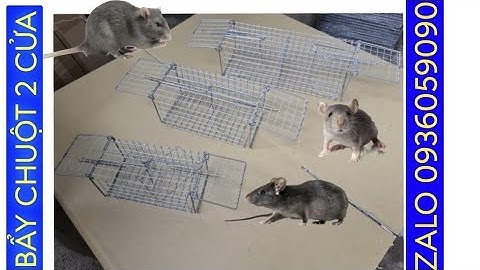 Lồng bẫy chuột đường mòn 2 đầu vào. Lồng bẫy chuột đồng 2 cửa vào. Bán lồng bẫy chuột đàn.