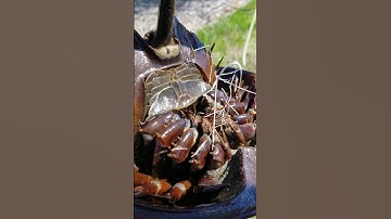 Do Horseshoe Crabs have a tail or a stinger? #shorts