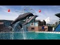 Сочи (Адлер) дельфинарий и дельфины и не только