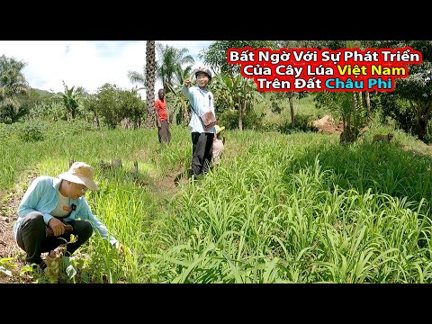 Tập 233: So sánh lúa của 2Q và @Tony Phong - Cuộc Sống Châu Phi ||2Q Vlogs Cuộc Sống Châu Phi