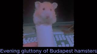 Evening gluttony of Budapest hamsters. Вечернее обжорство хомяков из Будапешта.