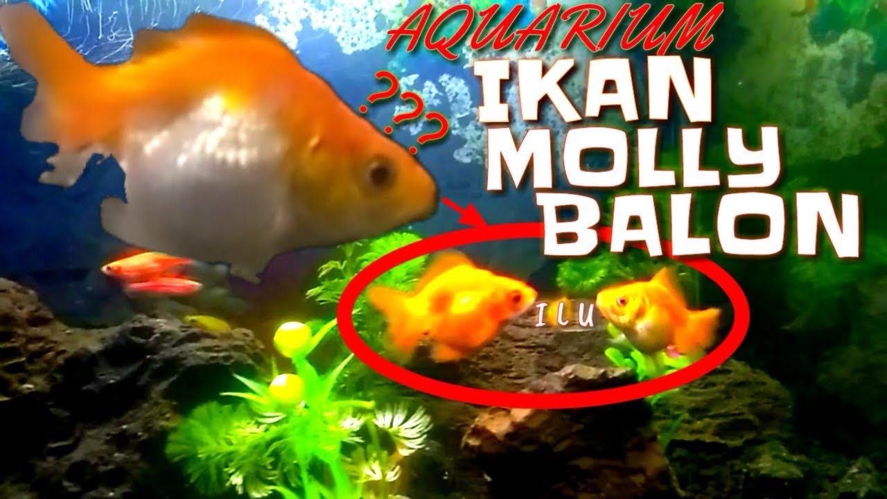 Aquarium Ikan Molly Balon - Aquascape 