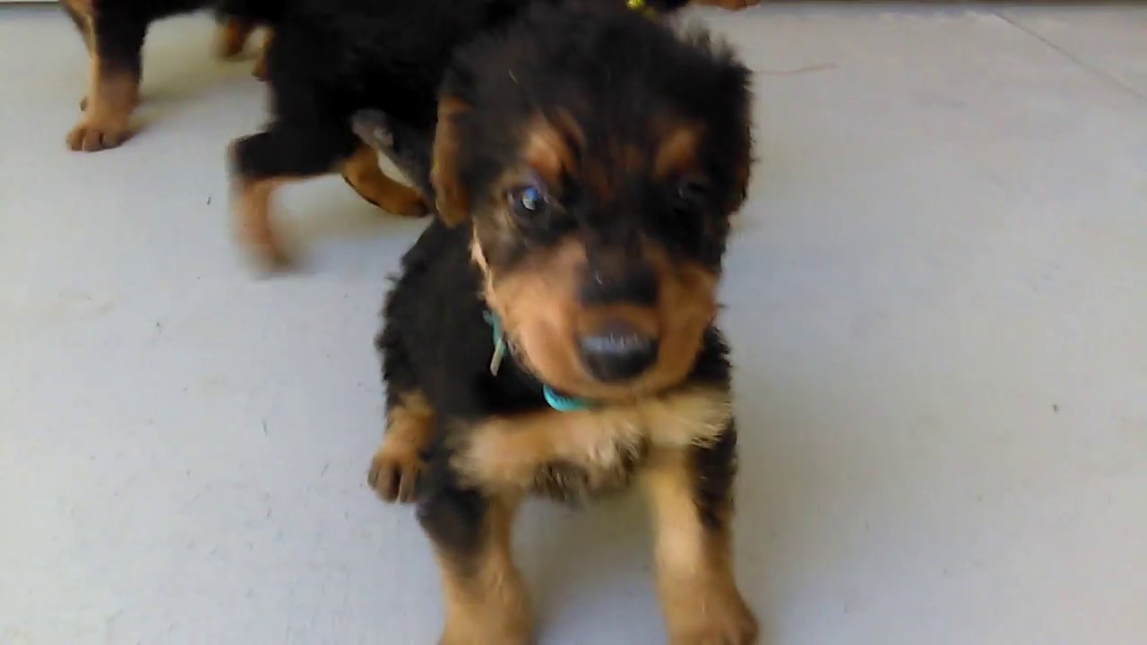 Airedale Terrier Puppies Sale Video- S & S Family ...