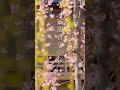 祇園白川の桜が見頃 Shorts 京都 京都旅行 京都観光 京都桜 Kyoto CherryBlossoms 祇園白川の桜が見頃 Shorts 京都 京都旅行 京都観光 京都桜 Kyoto CherryBlossoms