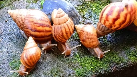 The Unique incredible Locomotion of the snails colonies​ #Snails #SnailColony #AnimalLocomotion