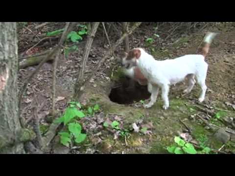 Jack Russell at Work Mascalzone Canino 1