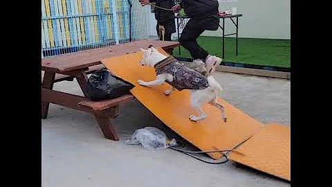 Helping Fearful Dogs Build Confidence