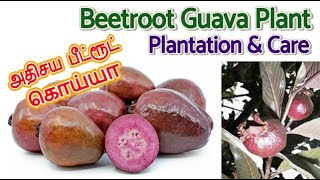 Beetroot Guava Plant | அதிசய பீட்ரூட் கொய்யா | Plantation & Care | Red Guava | Malaysian Red Guava