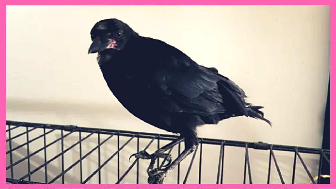 Name the Crow - YouTube