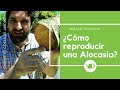 Cómo Reproducir una Alocasia - por Gabriel de Cosas del Jardín