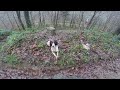 Gundog training with chris upton