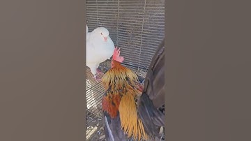 king pigeon versus bantam chicken #bantam #rooster #kingpigeon #youtubeshorts