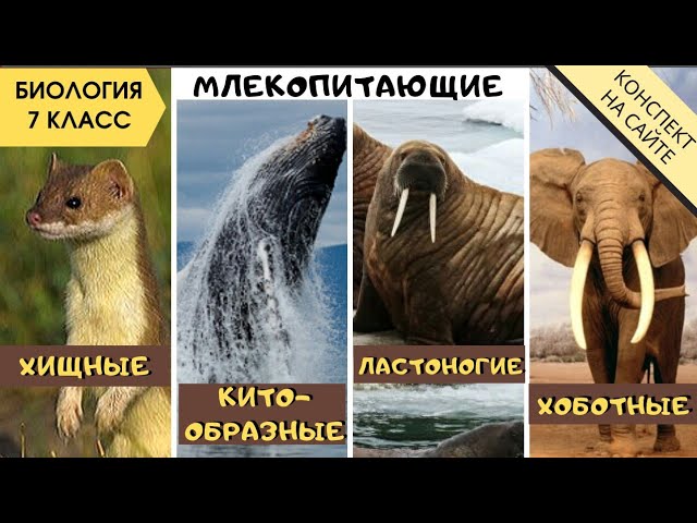 Отряды Китообразные, Хищники, Ластоногие, Хоботные. Класс Млекопитающие. Биология 7 класс. Животные
