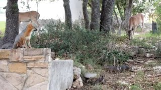 Part 3 - Gray Mother Fox Taking Care of Baby Foxes - Texas Hill Country - Canyon Lake, TX by questmatrix 89 views 1 year ago 6 minutes, 9 seconds