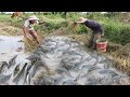 Amazing Fishing In Harvest Season - Two Men Search & Catch Fishes From Mud Soil After Harvest Rice