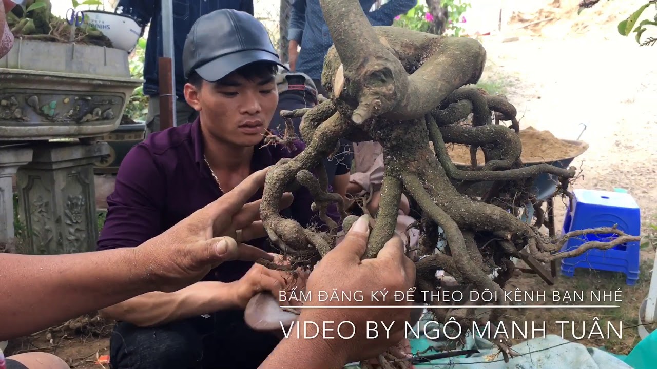 Cùng xem cách làm & trồng cây mai của chú Hà