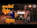 แมงมัน แมงจีนูน แมว ►Fishing lifestyle Ep.664