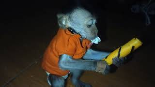 Martyn Monpai Martyn Makan Kue Sudara Sudara Anak Monyet Lucu