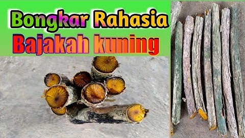 Akar kuning asli kalimantan