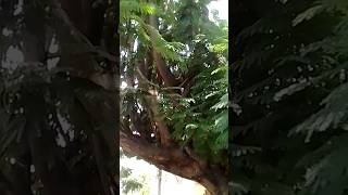 The Unique Giant ❣️❤️#nature #naturelovers #naturebeauty #gianttree #beautiful#shortfeeds #calming