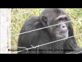 Ngamba Island Chimpanzee Sanctuary On The Lake Victoria Uganda