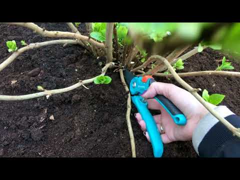 Maart in de tuin: snoeien, verzorgen, compost (grond verbeteren)