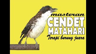 Burung Cendet Matahari - Terapi burung juara