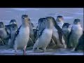 Amazing spectacle! Penguins in Melbourne, Australia - David Attenborough  - BBC wildlife