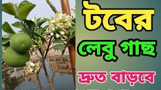 লেবু গাছের সেরা মিশ্র খাবার।  best homemade fertilizer for lemon plant.