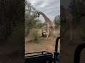 Lion Attacks Giraffe Ends In Tragedy #WildFight #AnimalClash #PredatorHunt #wildlifestory