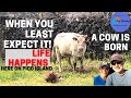 When you least expect it - Life Happens - A cow is born - On Pico Island, Azores, Portugal - Ep 41