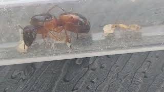 Camponotus sanctus (Turkey) первенцы 14.07.2023