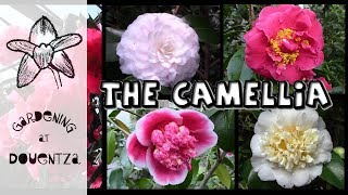 Growing Camellias  the most breathtaking varieties