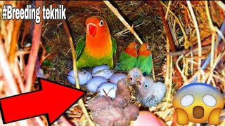 DAPAT GANITO ANG  BREEDING SETUP NG AFRICAN LOVEBIRDS? BREEDING TEKNIK FOR AFRICAN LOVEBIRDS?