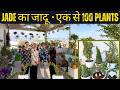 “Jade का जादू: एक पौधे से 100 पौधे और शानदार TOPIARY ...