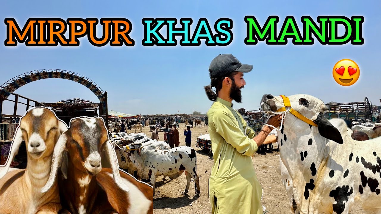 Sindh Ki Aik Aur Mashoor Mandi | Mirpur Khas Mandi | Qurbani Season 2024