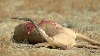 Survival Tactics: Wild Animals of the African Savannah #animals #nature