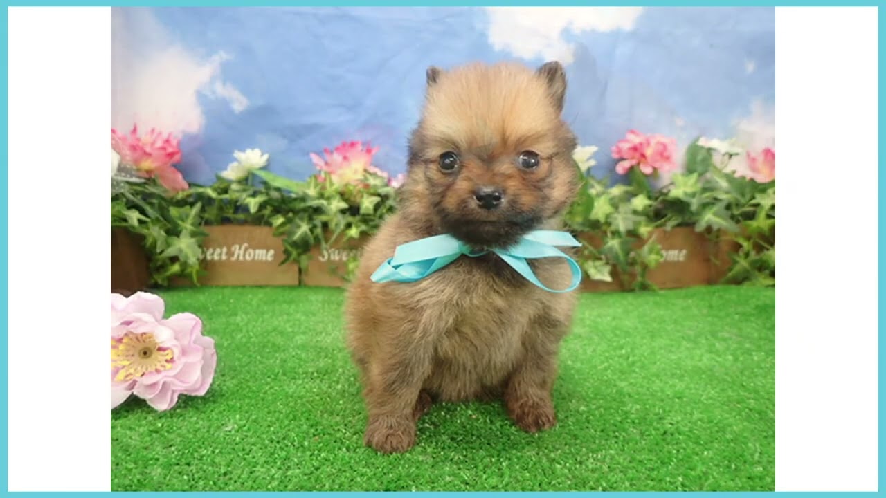 ポメラニアン ポメラニアン