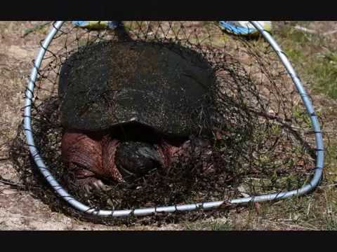 Snapper Hunt