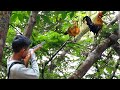 BERBURU AYAM HUTAN