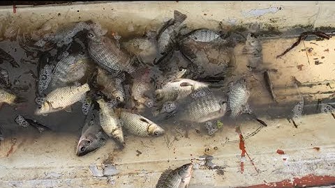 Kích cá mương tưới tiêu bằng 8s bắt rô phi cá trép