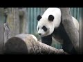 🎉 Bao Di &amp; Bao Mei(Pairi Daiza): New Year Enrichment / Nouvel An / Nieuwjaar 🐼