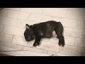 【奇病にかかった犬】歩くどころか立つことすら出来なくなったフレブルを救いたい