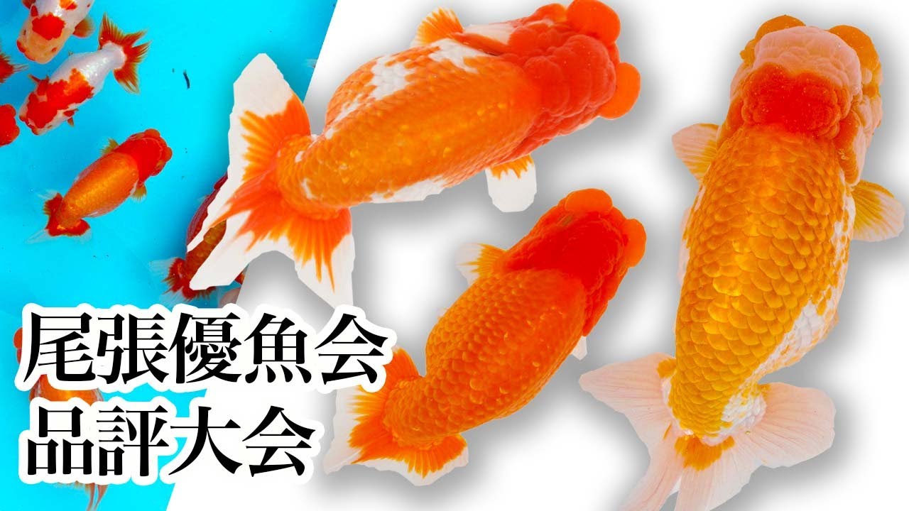 らんちゅう】2007年9月23日 尾張優魚会品評大会 - YouTube