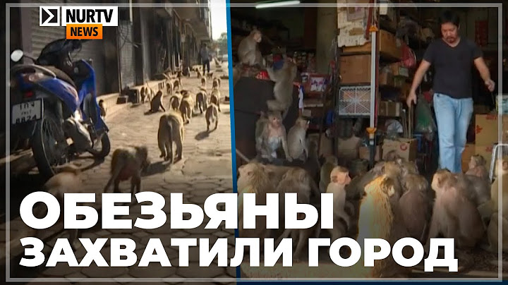 Обезьяны захватили город в Таиланде