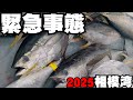 【緊急マグロ警報】突如沸いて出た相模湾キハダマグロ（2025/10/3）