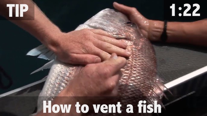 How To Properly Vent An Offshore Fish (With Capt. Dylan Hubbard) 