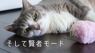 猫とマシュマロとえび天 | #モアクリ Vlog064 by モアクリ 5,307 views 2 years ago 7 minutes, 6 seconds
