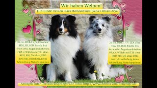 VDH Shelties vom Ponyhügel: Die Geburt unseres A2 Wurfes! by Christine Spranger 365 views 10 months ago 5 minutes, 50 seconds