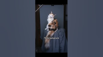 4 Ways to Edit Cat Photos Using Photoshop ft Furry Fritz #photoshop #shorts